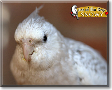 Snowy, the Pet of the Day Snowy, the Pet of the Day