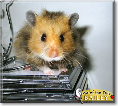 Bailey, the Pet of the Day