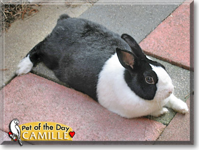 Camille, the Pet of the Day
