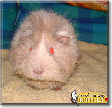 Ruffles, the Pet of the Day Ruffles, the Pet of the Day