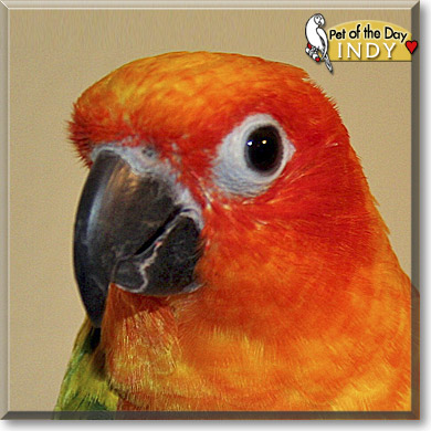 Indy, the Pet of the Day