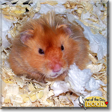 Dood, the Pet of the Day