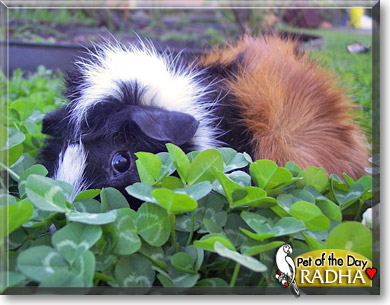 Radha, the Pet of the Day Radha, the Pet of the Day