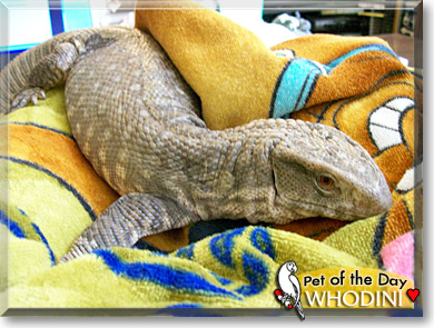 Whodini, the Pet of the Day Whodini, the Pet of the Day