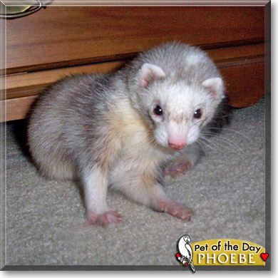 Phoebe, the Pet of the Day Phoebe, the Pet of the Day