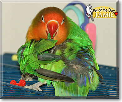 Jamie, the Pet of the Day