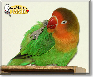 Jamie, the Pet of the Day