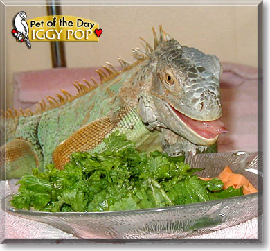 Iggy Pop, the Pet of the Day Iggy Pop, the Pet of the Day
