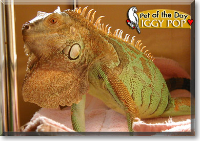 Iggy Pop, the Pet of the Day