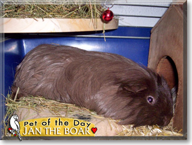 Jan the Boar, the Pet of the Day