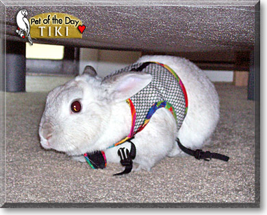 Tiki, the Pet of the Day Tiki, the Pet of the Day