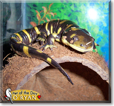 O'ryan, the Pet of the Day O'ryan, the Pet of the Day