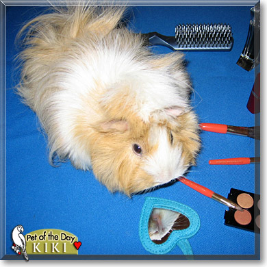 Kiki, the Pet of the Day Kiki, the Pet of the Day