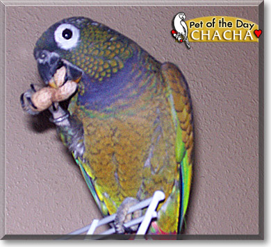 Chacha, the Pet of the Day Chacha, the Pet of the Day