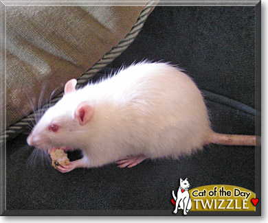 Twizzle, the Pet of the Day Twizzle, the Pet of the Day
