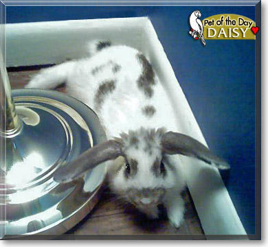 Daisy, the Pet of the Day Daisy, the Pet of the Day