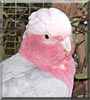 Cherry the Pink and Grey Galah