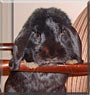 Bear the Holland Lop