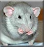 Mango the Dumbo Rat