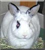 Roxy the Hotot Dwarf