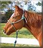 Romeo the American Quarter Horse