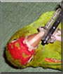 Ornery the Cherry Head Conure
