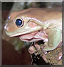 Dumpy the White's Tree Frog