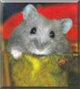 Pooky the Blueberry Dwarf Hamster