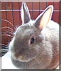 Bethlehem the Dwarf Rabbit