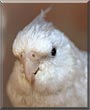 Snowy the Cockatiel