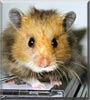 Bailey the Syrian Hamster