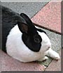 Camille the Dutch Dwarf Rabbit