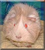 Ruffles the Guinea Pig