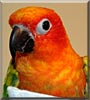 Indy the Sun Conure