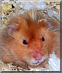 Dood the Hamster
