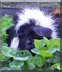 Radha the Abyssinian Guinea Pig