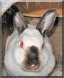 Bunnikins the Rabbit