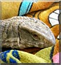 Whodini the Savannah Monitor