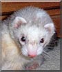 Phoebe the Ferret