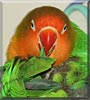Jamie the Fishers Lovebird