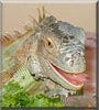 Iggy Pop the Green Tree Iguana