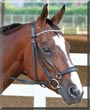 Grace the Quarter Horse