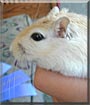 Larry the Gerbil