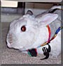 Tiki the Dwarf Rabbit