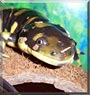 O'ryan the Salamander