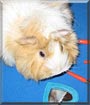 Kiki the Guinea Pig