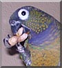 Chacha the Pionus Parrot