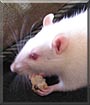 Twizzle the Albino Rat