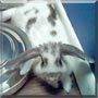 Daisy the English Spot Rabbit