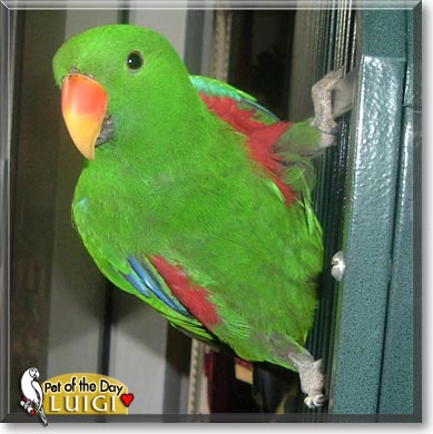 Luigi, the Pet of the Day